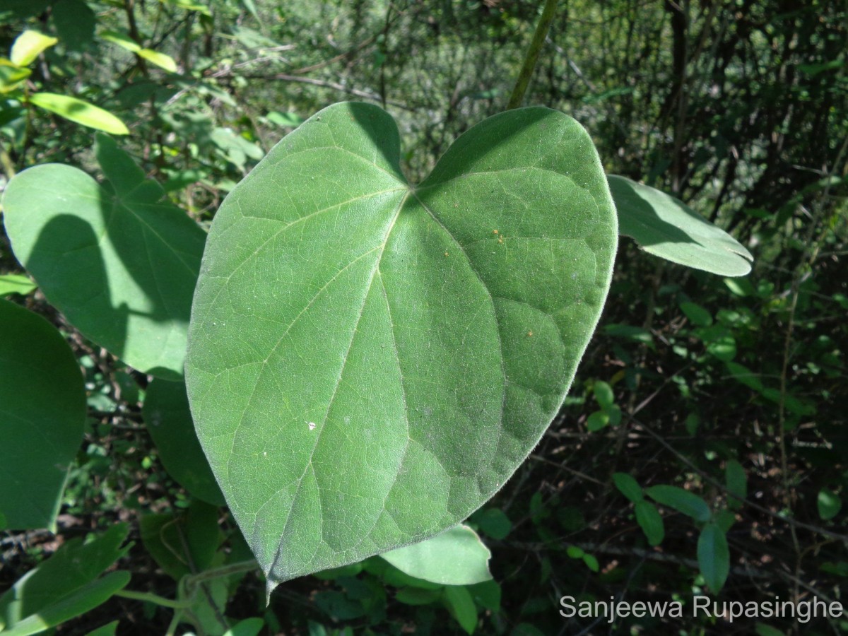 Marsdenia tenacissima (Roxb.) Moon